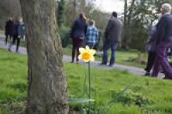 Daffodil- heritage Walks - Medium